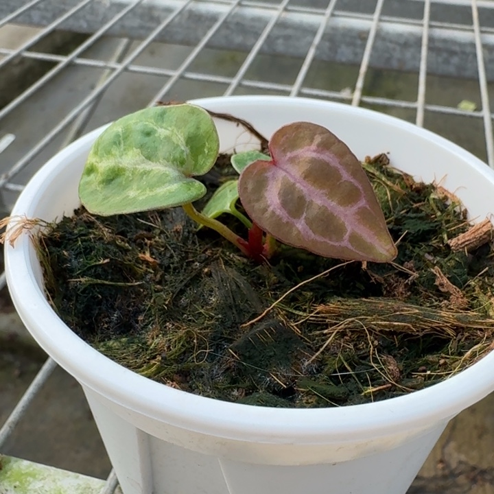 完全开放3号粉紫紫