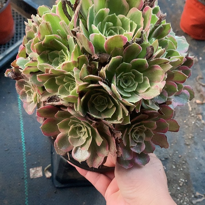 693安娜锦多肉植物