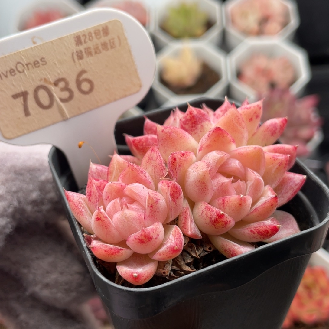 胭脂扣7036-5.5厘米