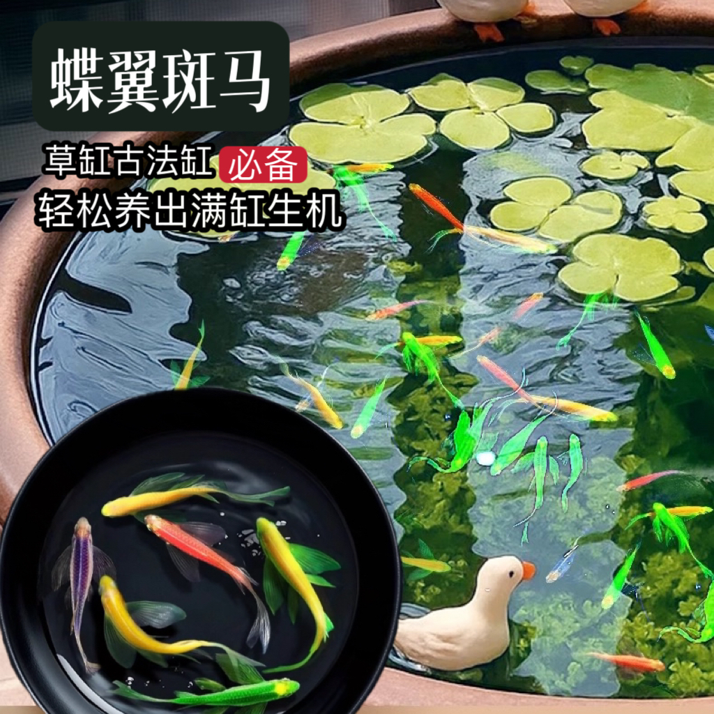 蝶翼斑马鱼小型热带淡水观赏鱼好养耐活可混养不需打氧