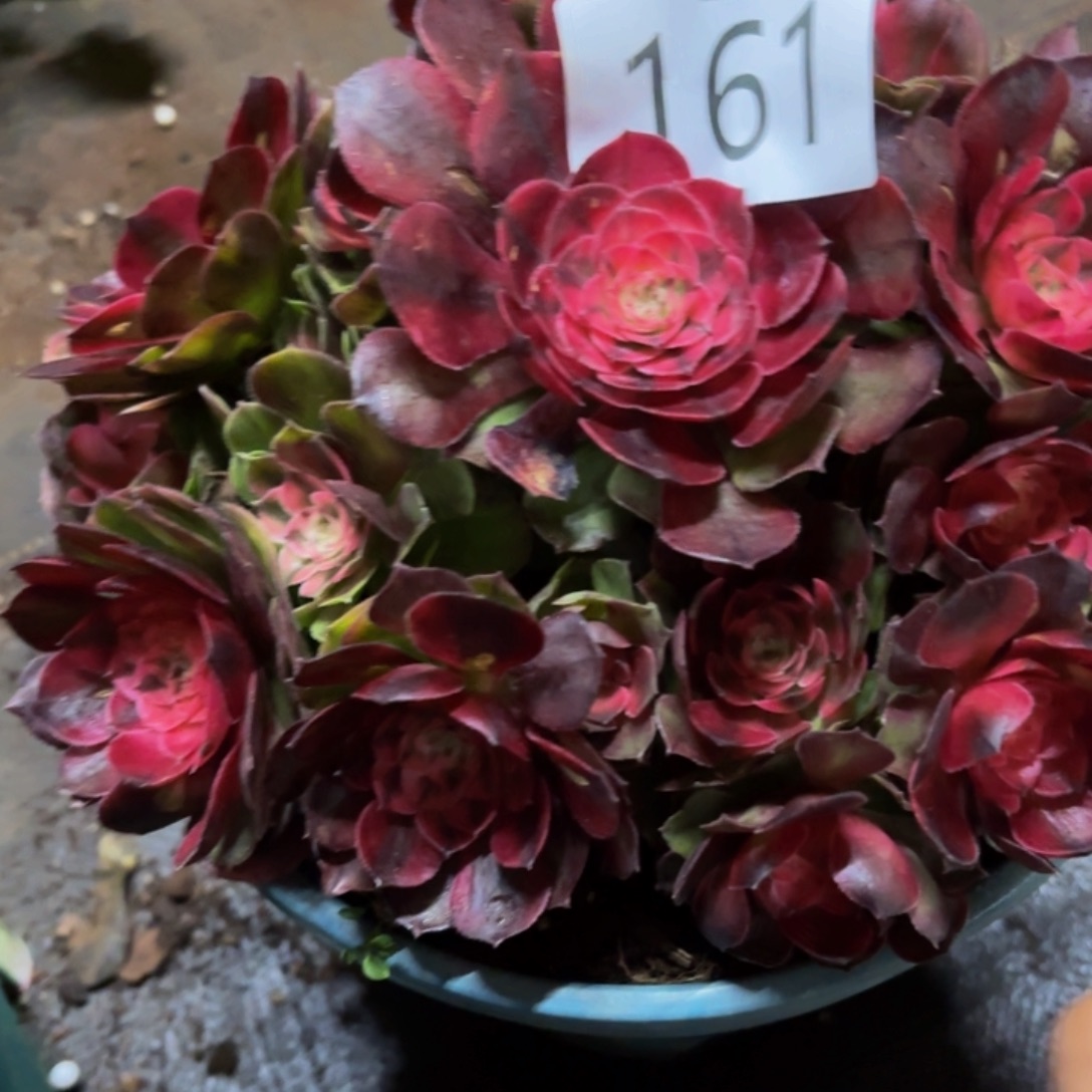 九***天哈哈多肉葡萄福利161