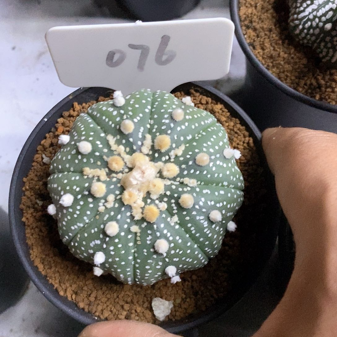 076花园特价来了来