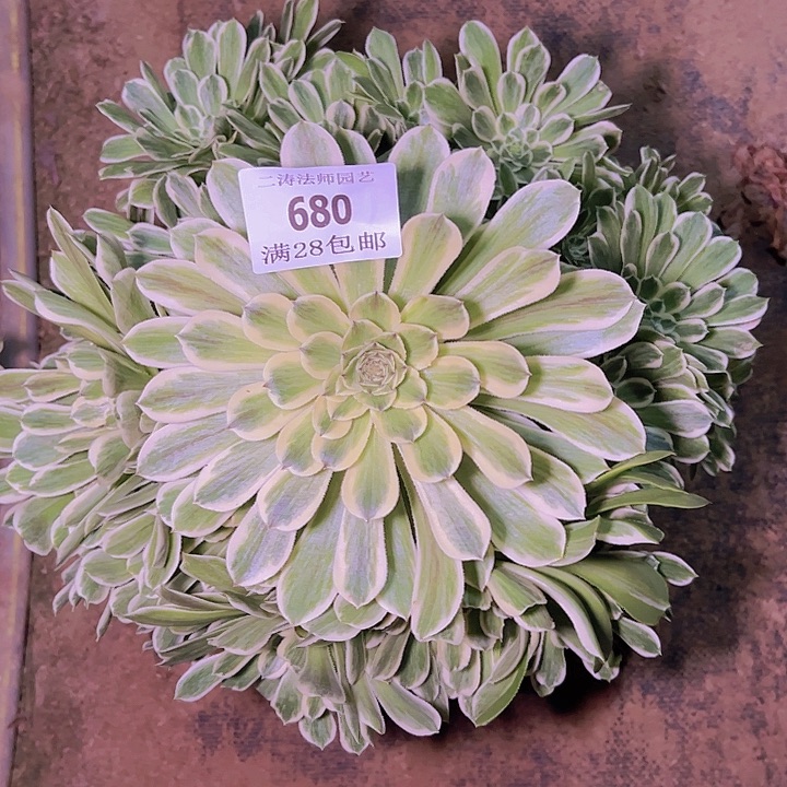 680碧浪多肉植物老桩