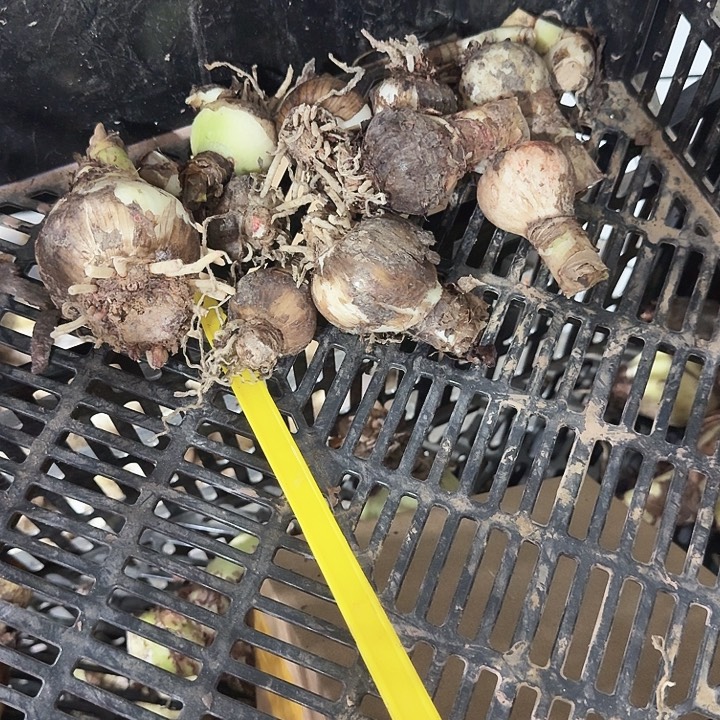 花孔雀一堆全拿去