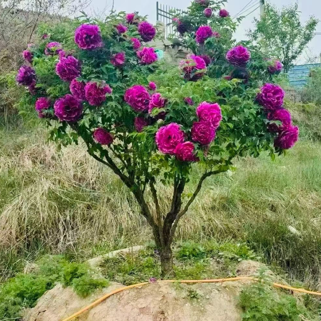 甘肃紫斑牡丹树苗耐寒耐热大花浓香适合别墅庭院种植