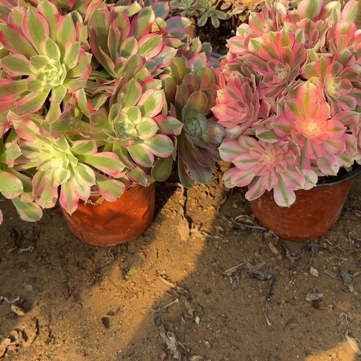 多肉植物法师2颗37