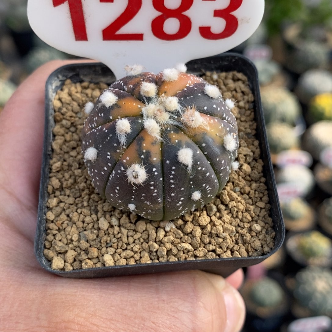 1283兜锦福利多多