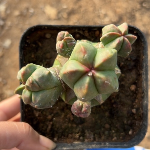 D***x034仙人球的比赛将在