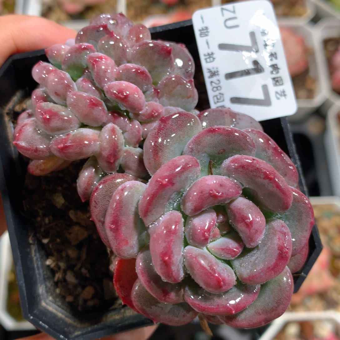 5CM拇指盆精控多肉ZU717