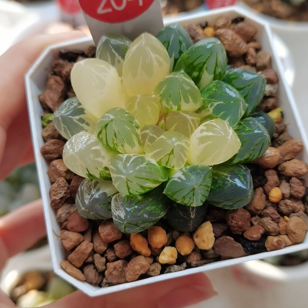 204号紫王玉露锦一物一拍带盆土发货