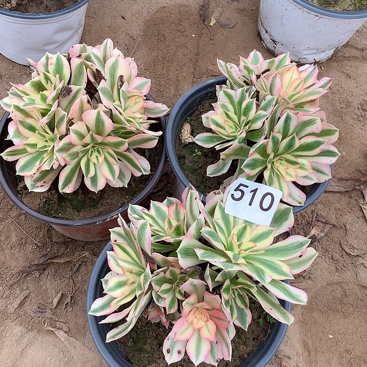 无花朵510三颗女巫北