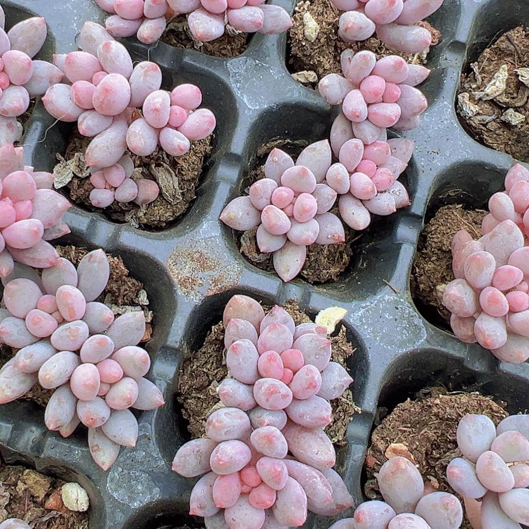 双头蓝舌美人苗4颗