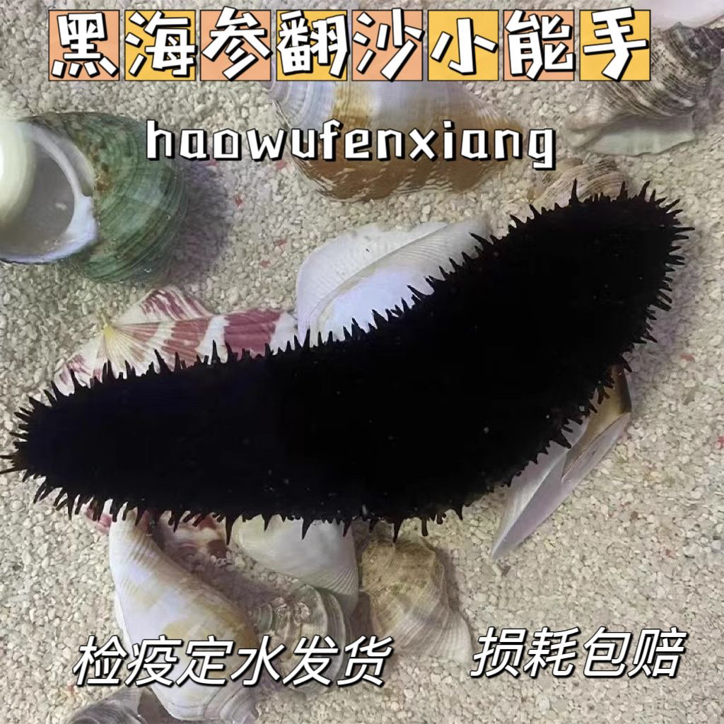 翻砂黑海参红海参海缸翻砂生物工具海参观赏海洋生物包邮