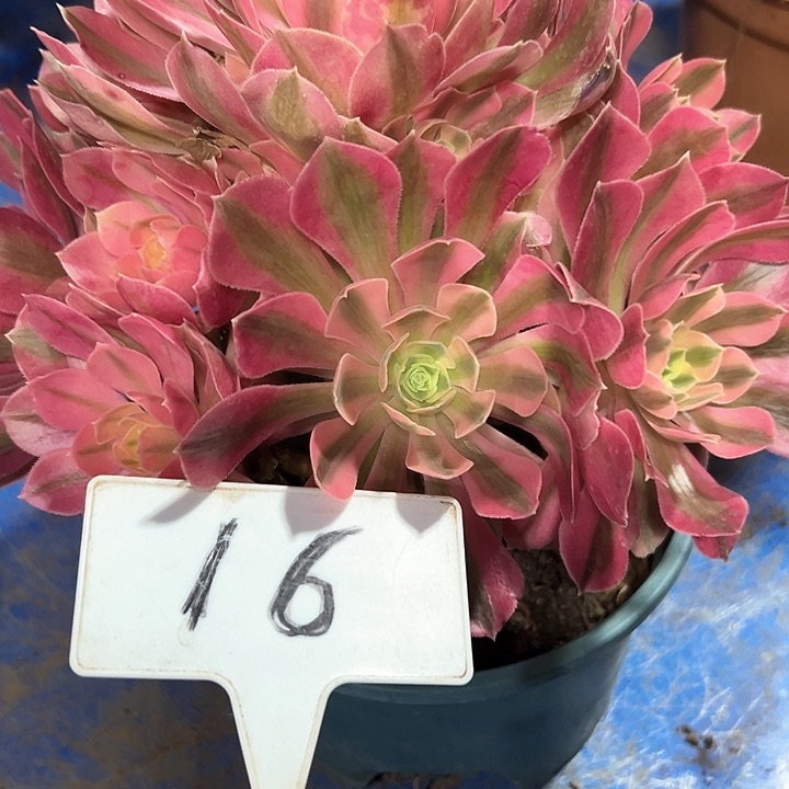 多肉植物粉女巫法师