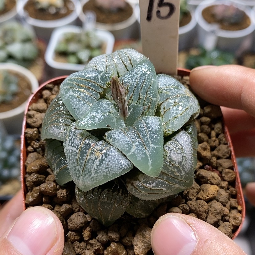 【闪购商品】15云遮月