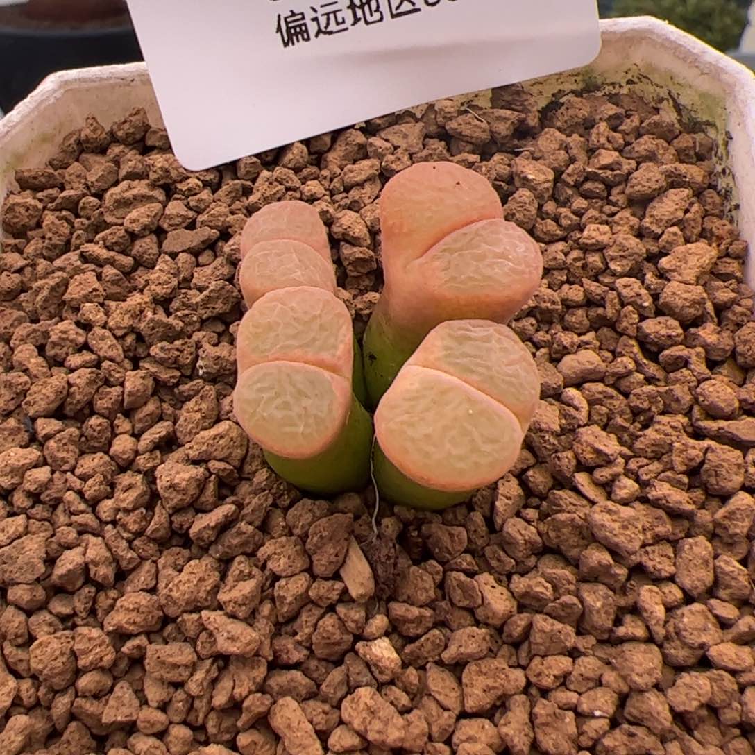 155号风铃2.7多肉福利