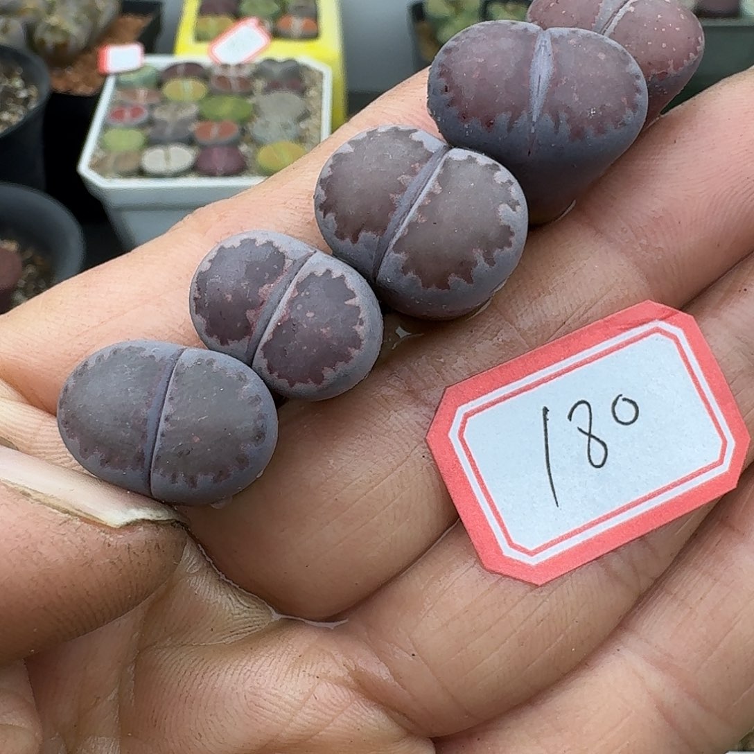 180多肉哈哈哈哈哈哈哈