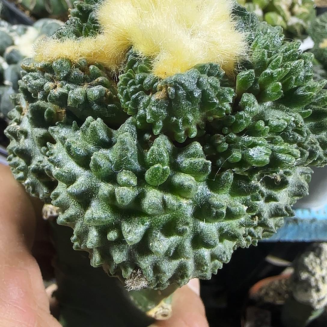 怪兽哥怒859仙人球开花