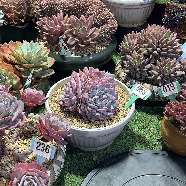 .***J汤圆多肉植物保护专业
