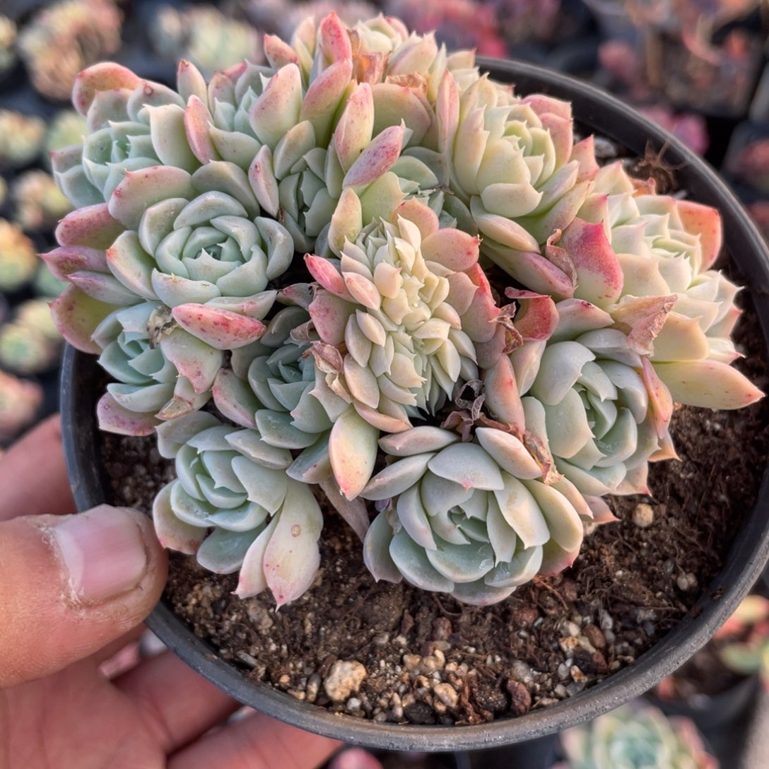 2805  玫瑰月影朵朵  六月六