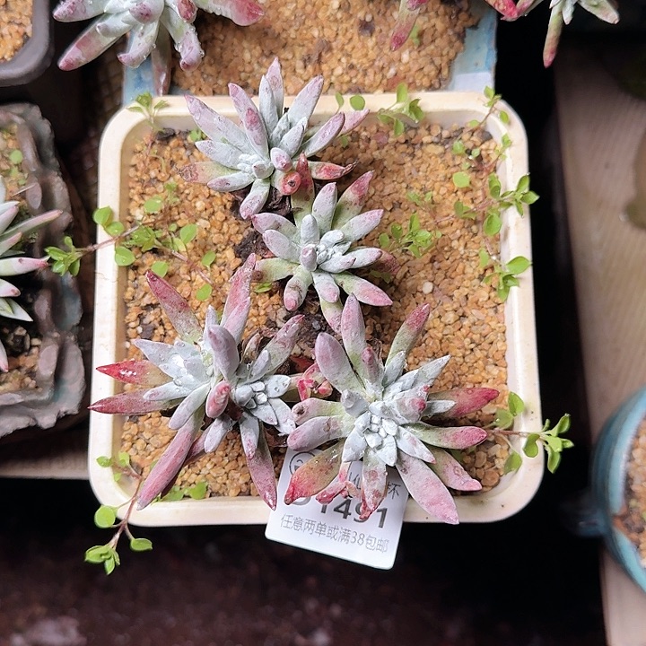 1491白鹭仙女杯多肉