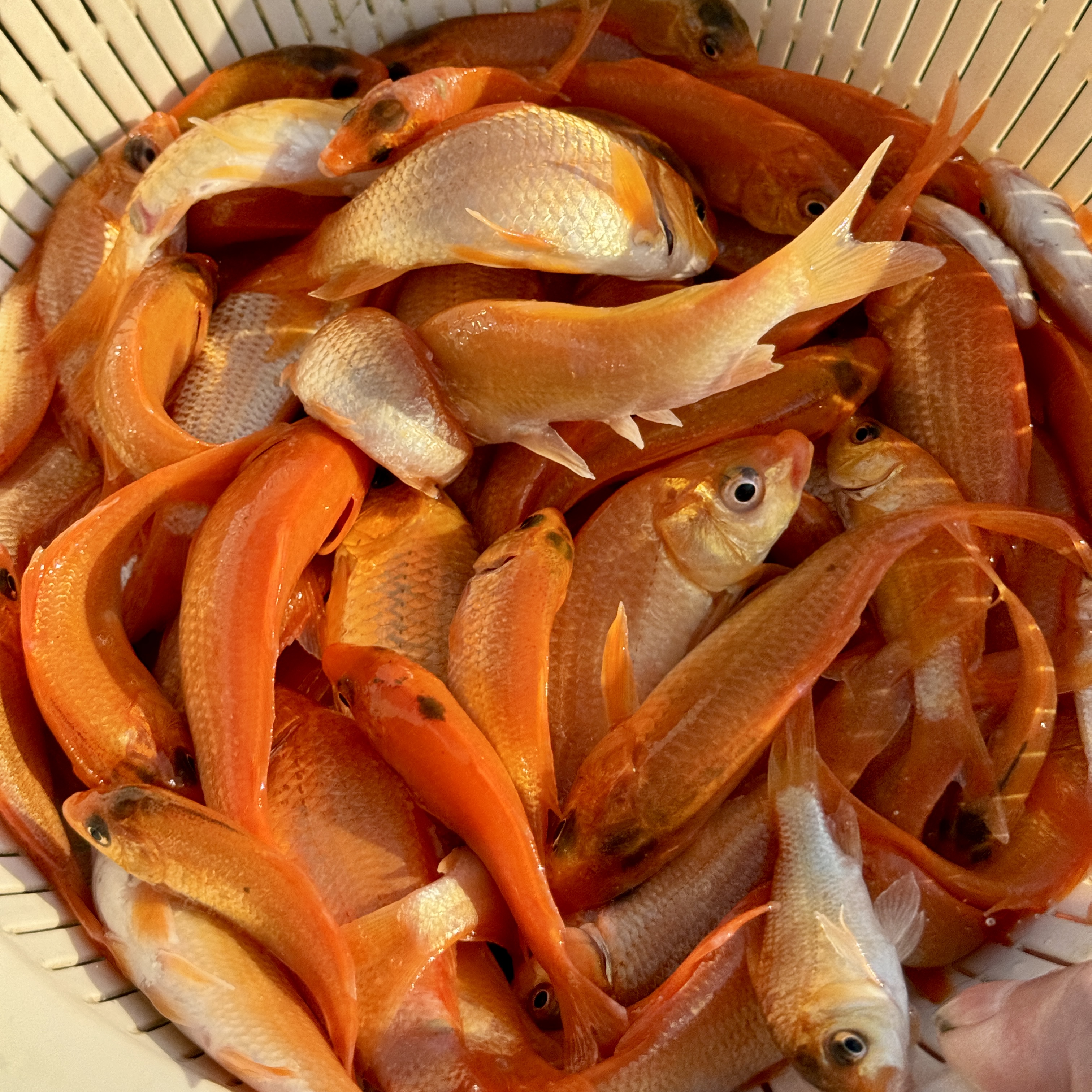 优质精品兴国红鲤鱼 招财红鲤鱼 观赏鱼水族活体