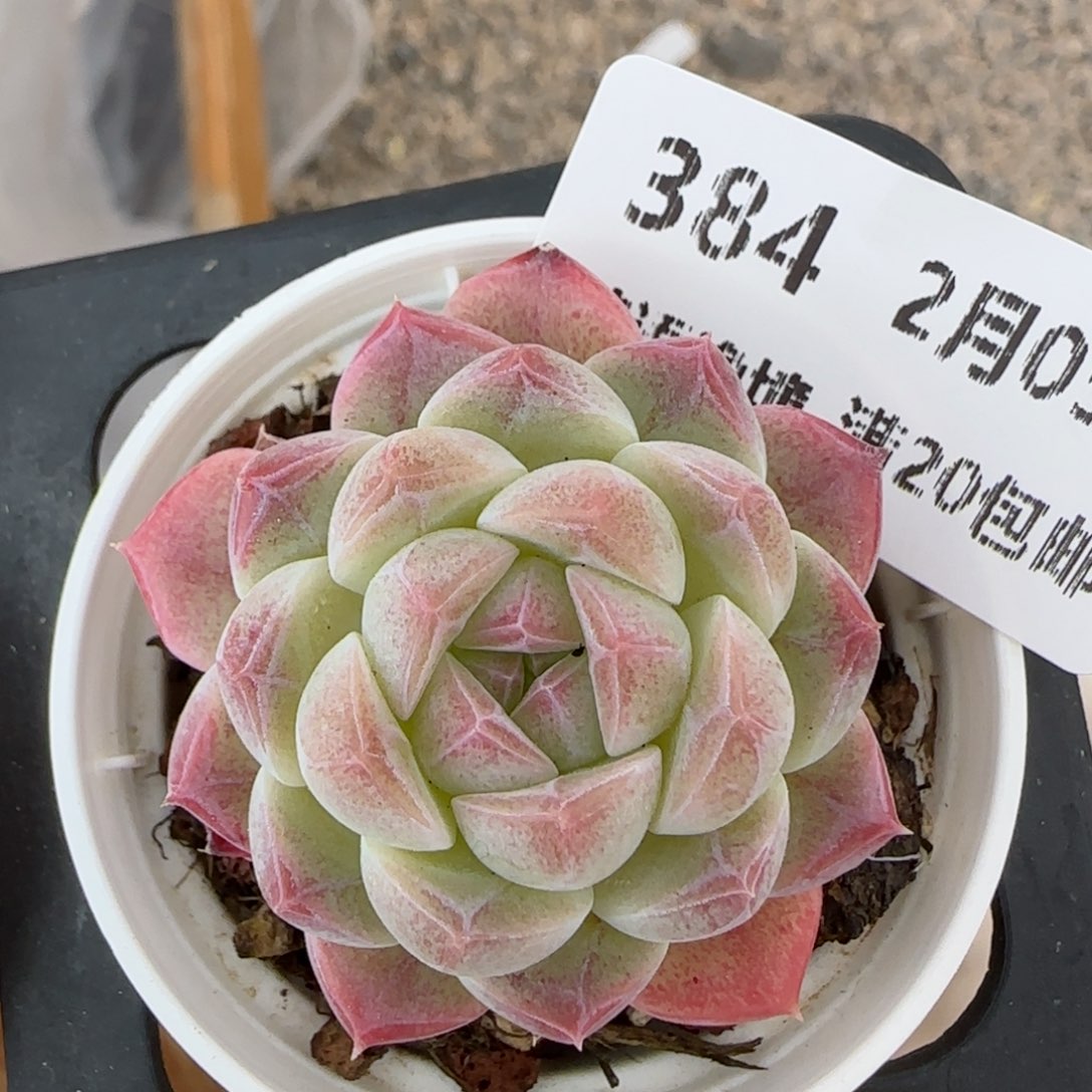 花语逸镜0205-384