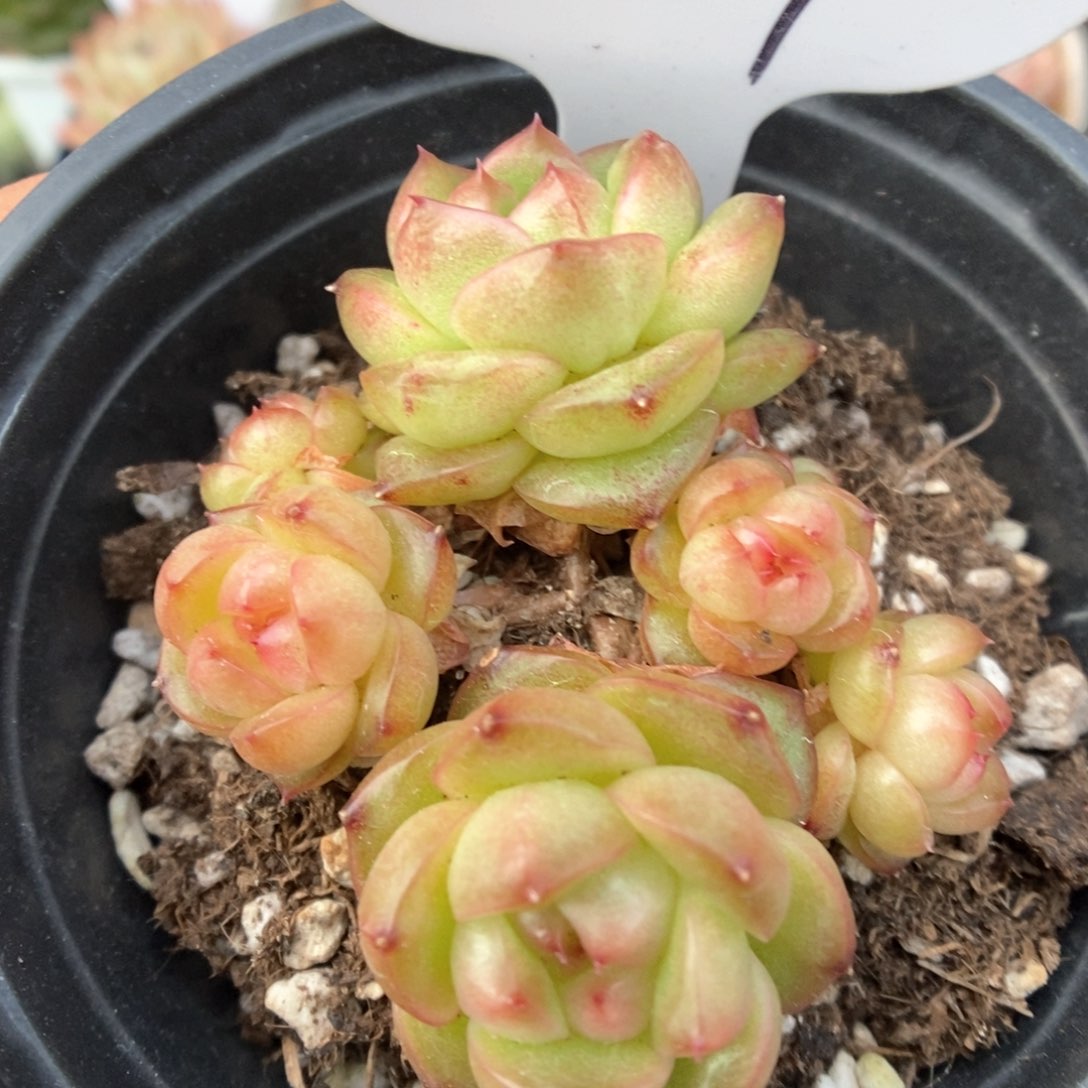 灯泡珍妮群生927号。