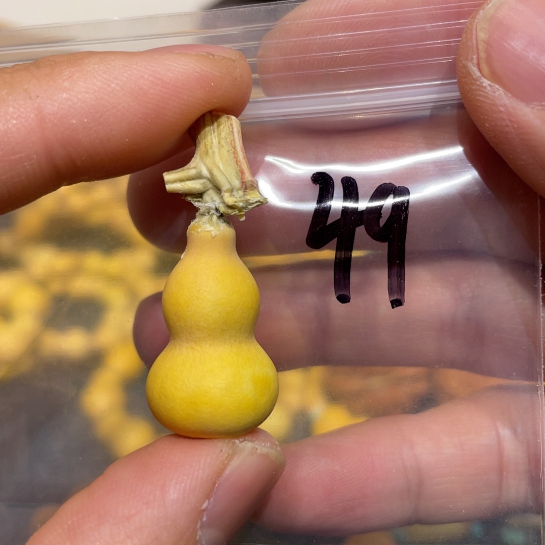 葫芦葫芦葫芦葫芦草里金49号