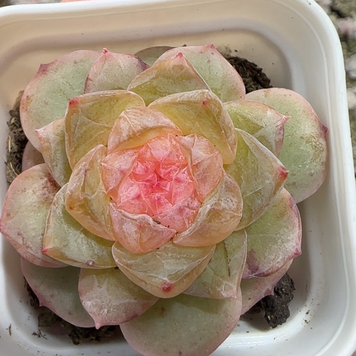 王者系列多肉一盒68