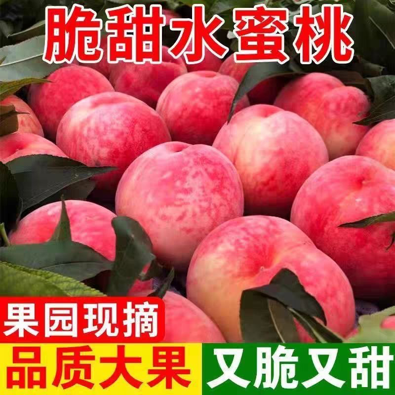 YY【头茬现摘】当季新鲜脆酸甜新鲜水蜜桃水果脆甜多汁桃子毛桃Y