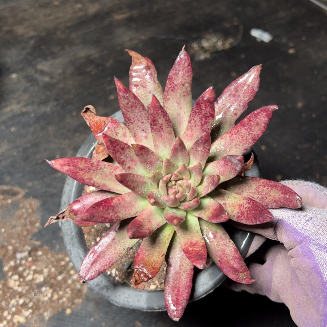 2359伊静思哈哈哈哈哈哈