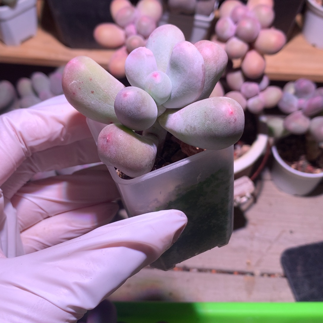 米可奶酪多肉特价瑕疵