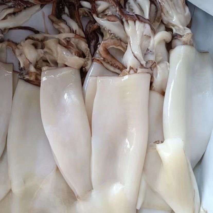 免清理去内脏鱿鱼7斤美味新鲜红烧顺丰直达野生整只烧烤辣炒