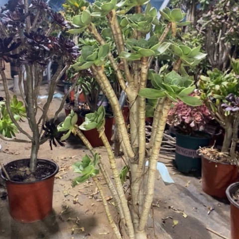 香馥多肉植物051