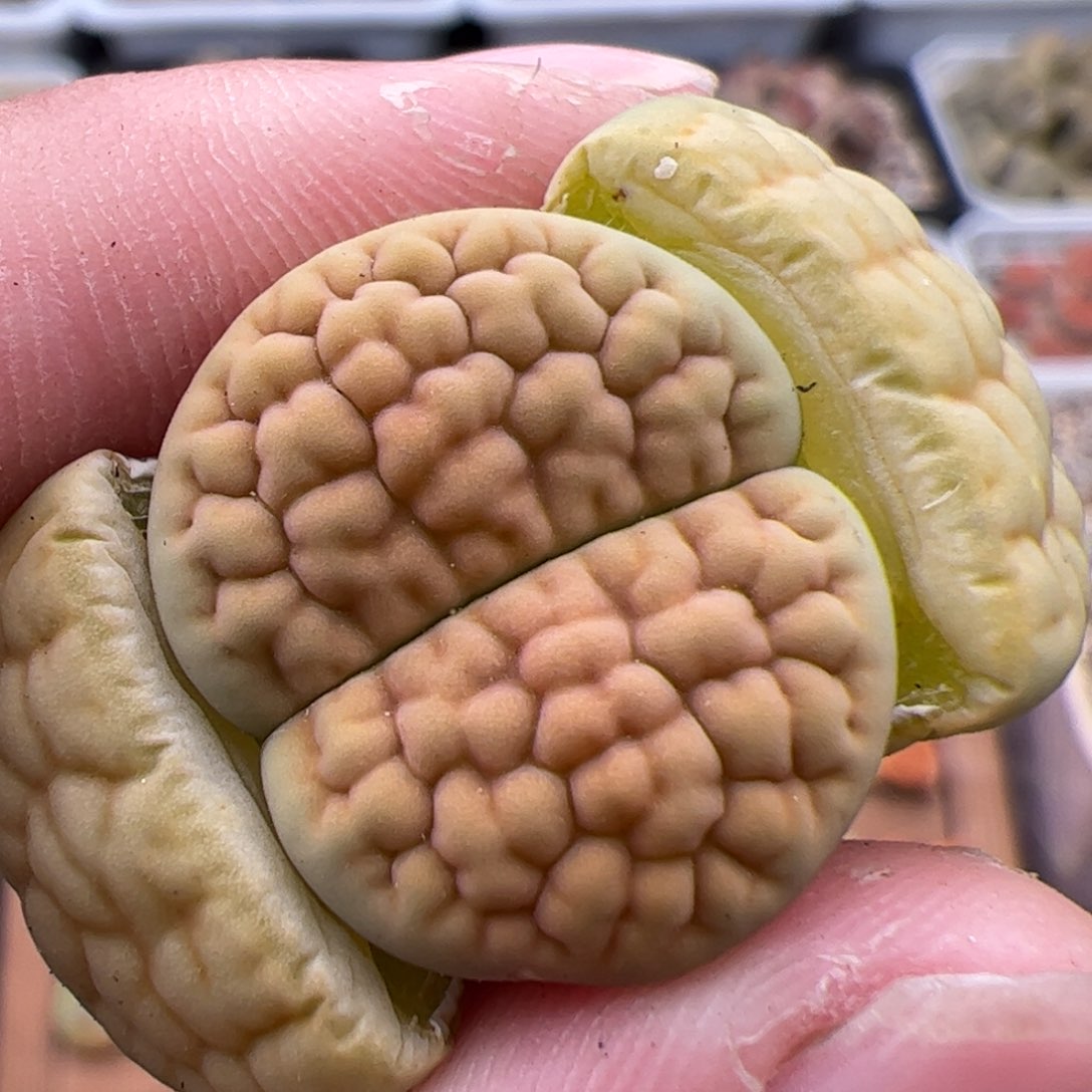 0274号黄绿富贵 多肉植物