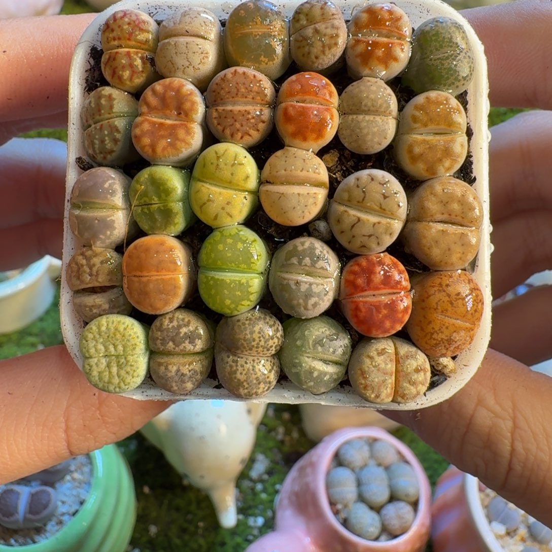 多肉葡萄的味道真的1021