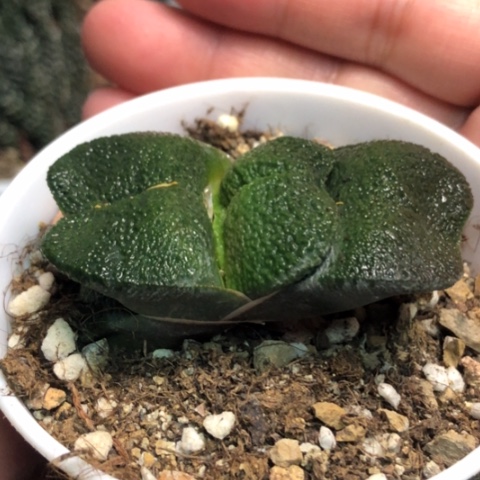 特宽军配蜗牛带盆发货哈哈哈哈