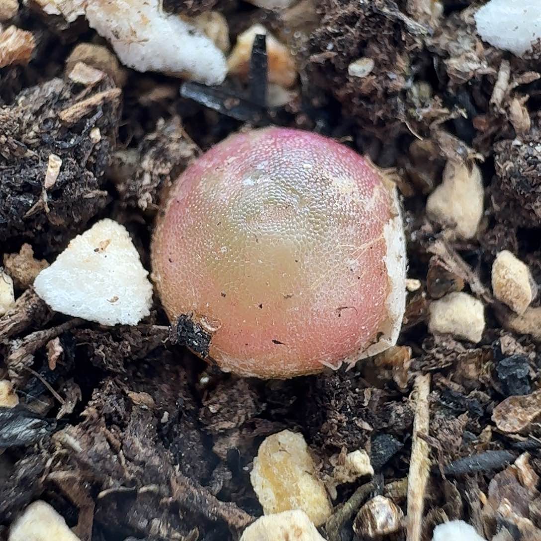 老马生石花哈默712