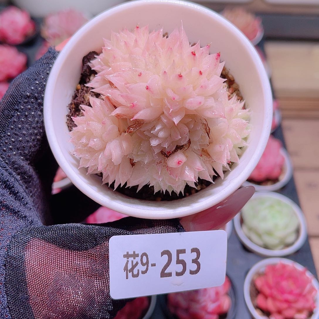 花利美9-253麦秆