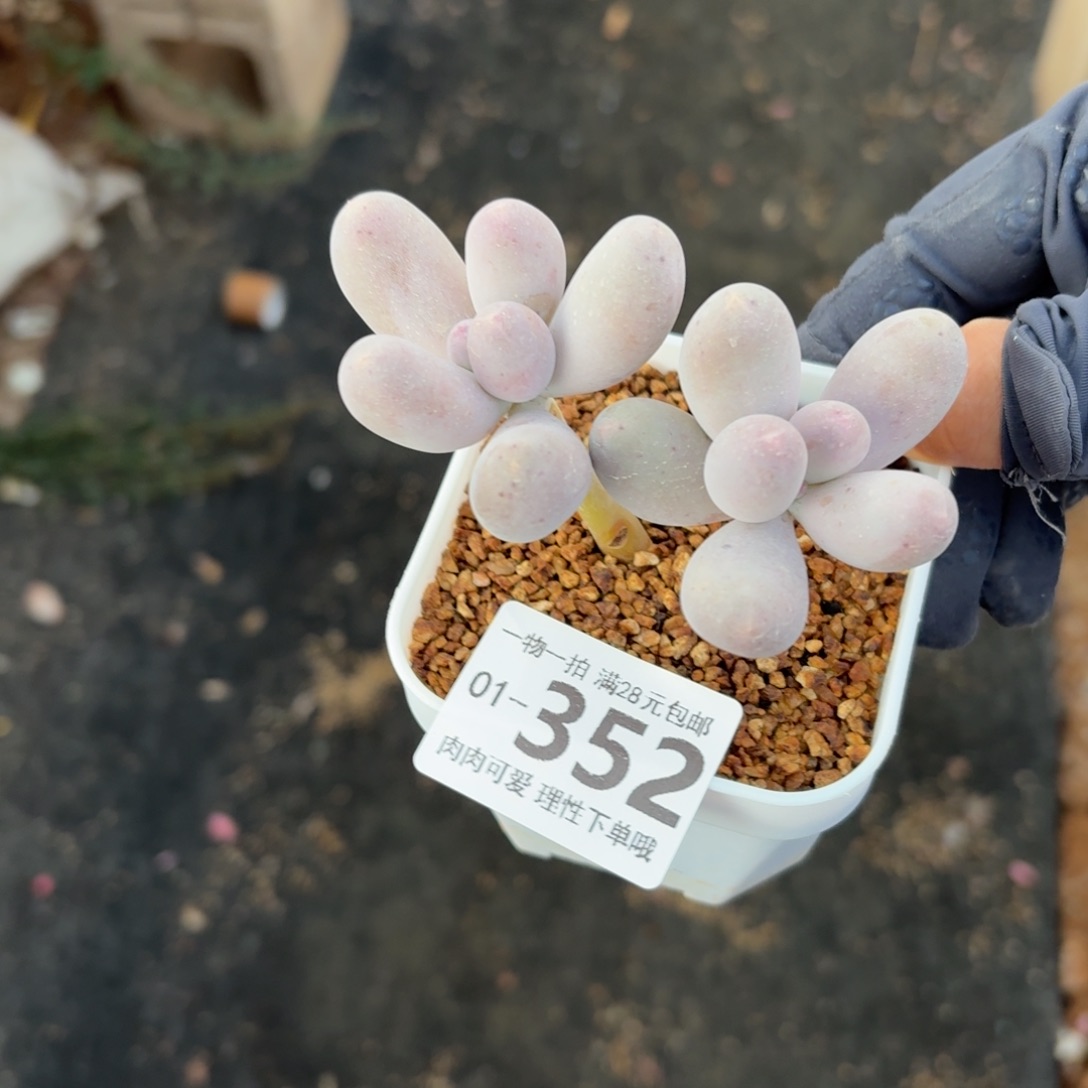 米可奶无盆土发货无