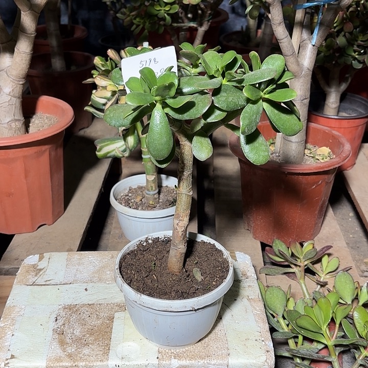 依***雨当前无花栽培后可以开花韩国紫叶28