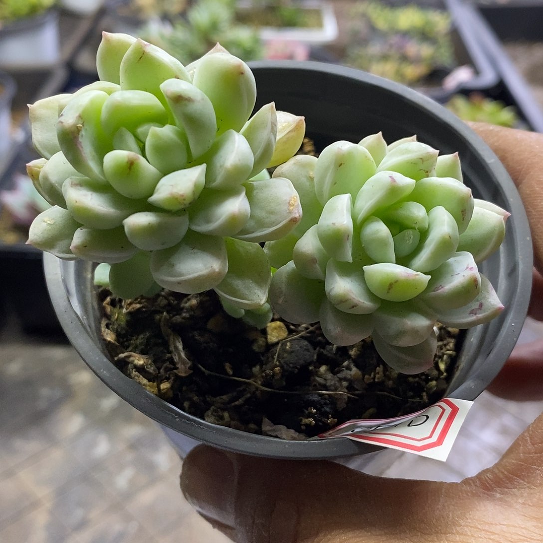 05110老庄相思锦多肉