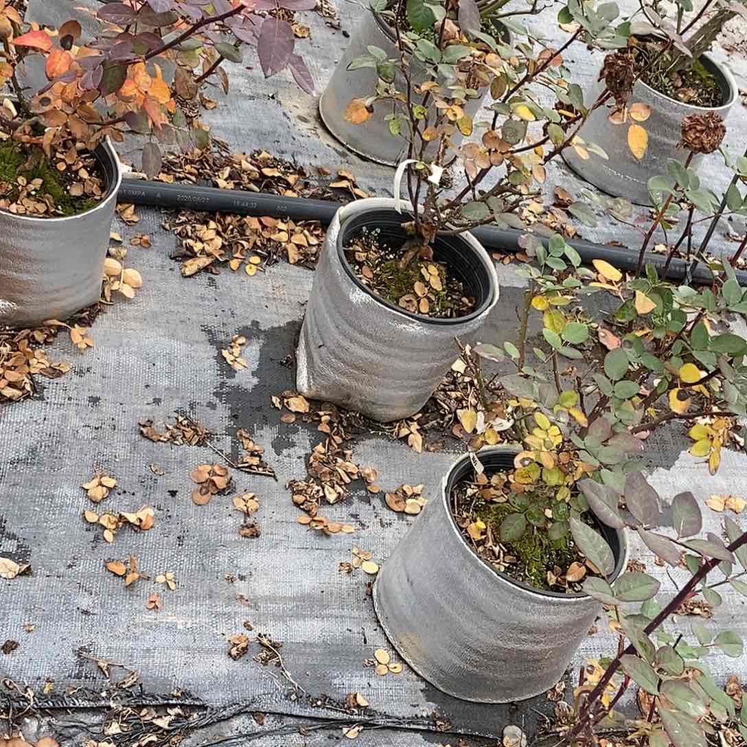 无花朵詹尼斯两加仑裸根