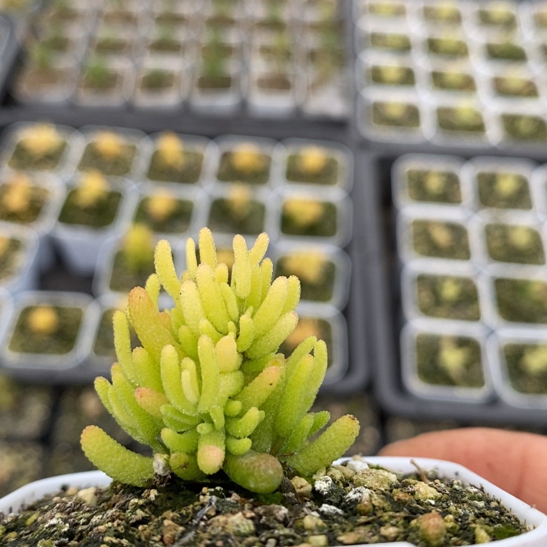 糖球锦253枝干番杏