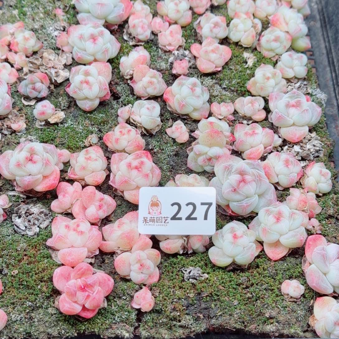 九***煊多肉植物多肉植物