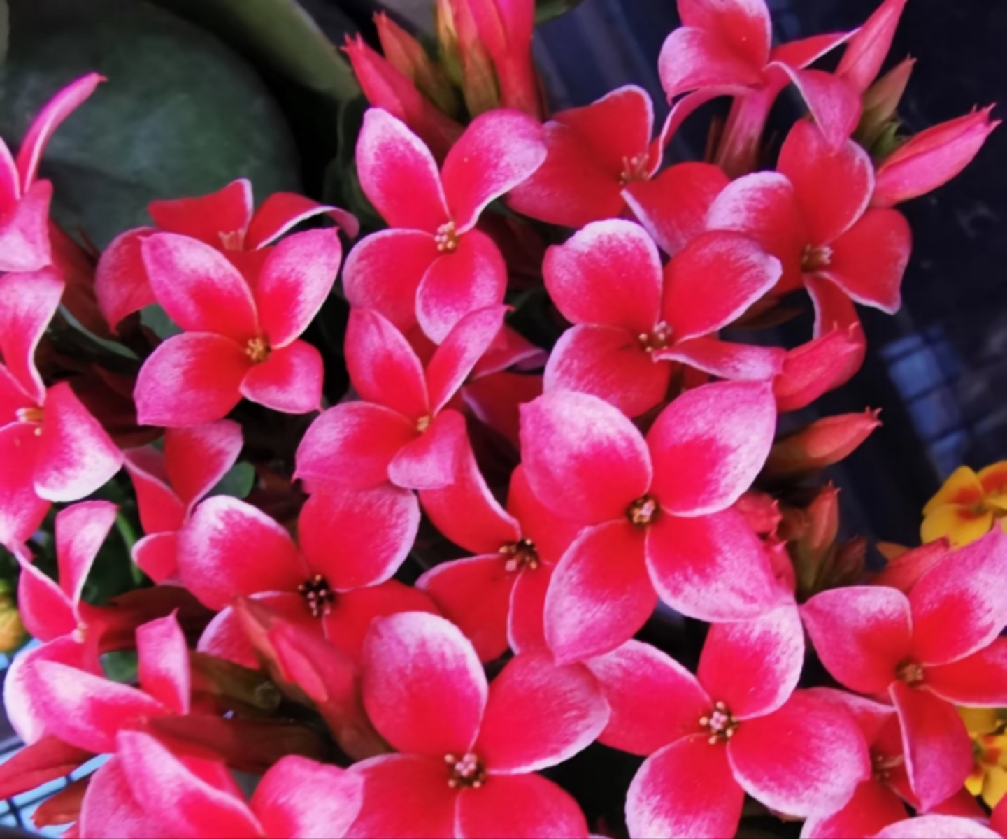 粉妍丁，110原盆原土