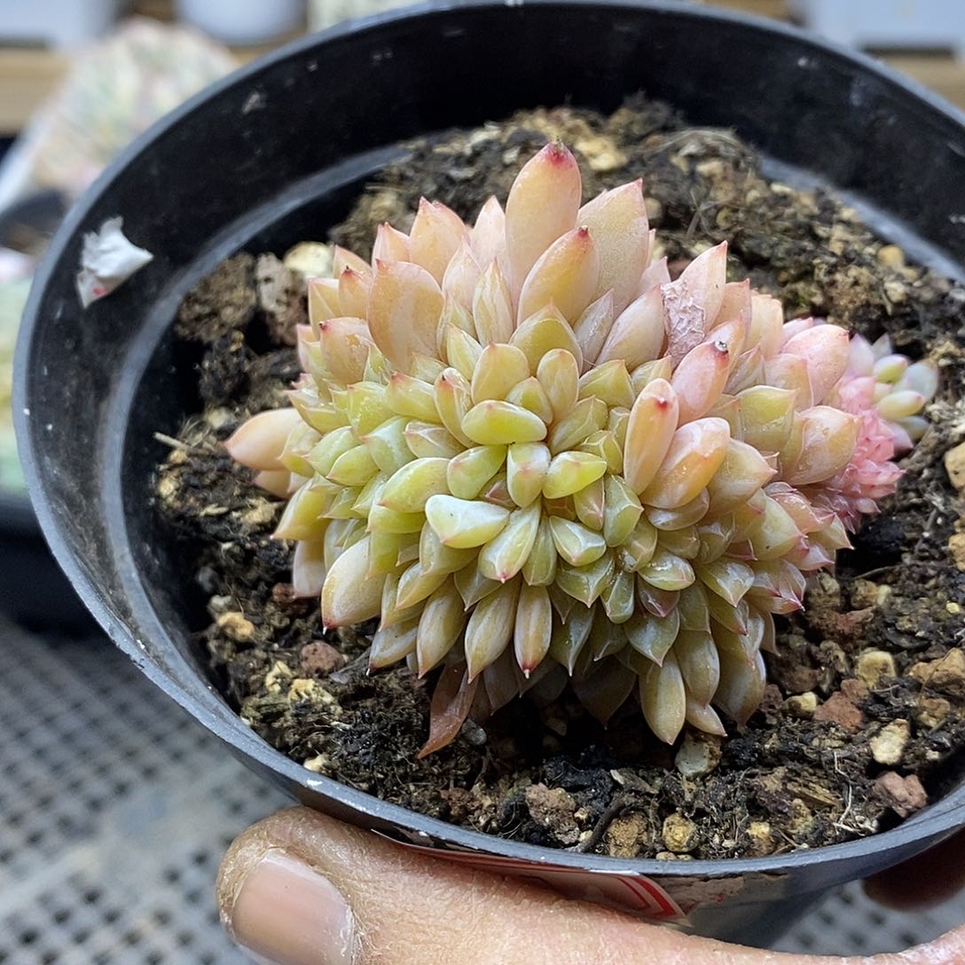 02177 星影缀化多肉