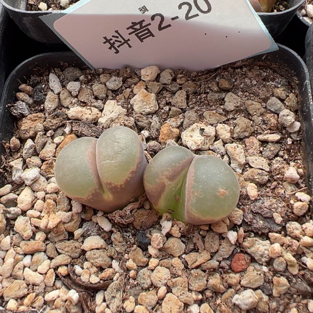 憨***达2-20肉锥多肉植物，