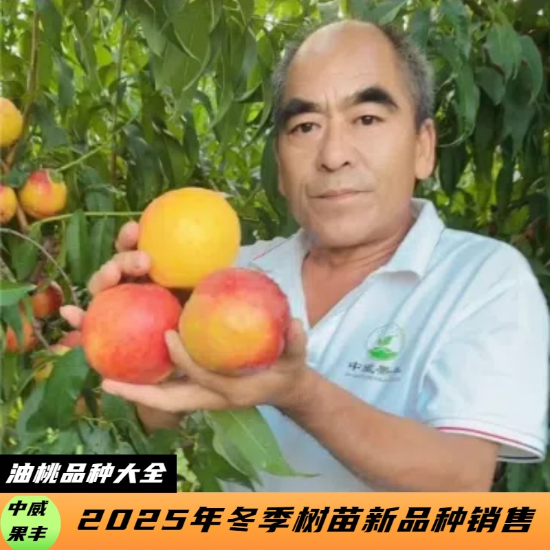 油桃新品种大全果树大果高甜早熟晚熟南北方皆可种植
